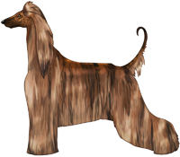 Red Brindle Afghan Hound