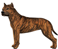 Red Brindle American Staffordshire Terrier