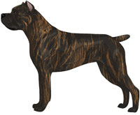 Red brindle with black mask Cane Corso
