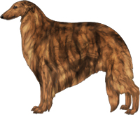 Red Brindle Borzoi