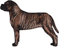 Red Brindle Bullmastiff