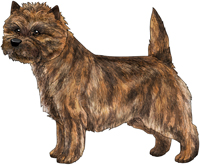 Red Brindle Cairn Terrier