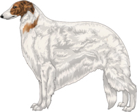 Red Brindle with Extreme White Piebald Borzoi