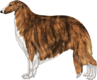 Red Brindle with Irish White Markings Borzoi