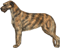 Red & Brindle Irish Wolfhound