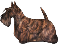 Red Brindle Scottish Terrier