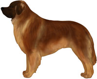 Red-Brown Leonberger
