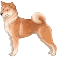 Red Buff Cream Urajiro Shiba Inu