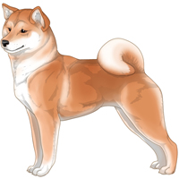 Red Buff White Urajiro Shiba Inu