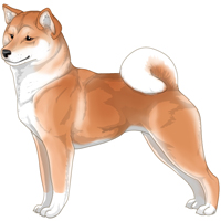 Red Buff White Urajiro with White Shiba Inu