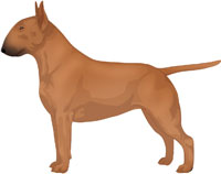 Red Bull Terrier