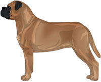 Red Bullmastiff