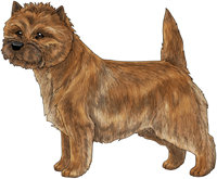 Red Cairn Terrier