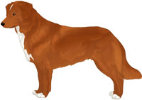 Red Copper with Black Nose Nova Scotia Duck Tolling Retriever