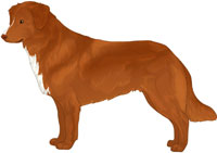 Red Copper with Flesh Nose Nova Scotia Duck Tolling Retriever