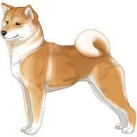 Red Cream White Urajiro Shiba Inu