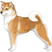 Red Cream White Urajiro with White Shiba Inu