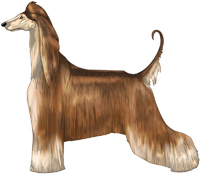 Red Domino Afghan Hound