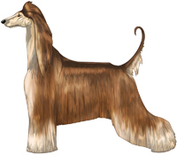 Red Domino Afghan Hound