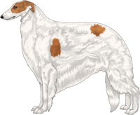 Red with Extreme White Piebald Borzoi