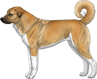 Red Fawn and White Anatolian Shepherd