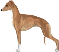 Red Fawn and White Italian Greyhound