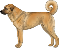 Red Fawn Anatolian Shepherd