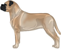 Red Fawn Bullmastiff