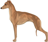 Red Fawn Italian Greyhound