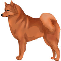 Red Finnish Spitz