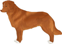 Red with Flesh Nose Nova Scotia Duck Tolling Retriever