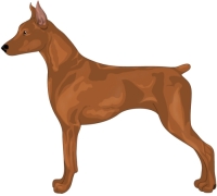 Red German Pinscher