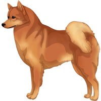 Red Gold Finnish Spitz