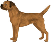 Red Grizzle Border Terrier