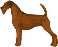 Red Irish Terrier