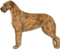 Red Irish Wolfhound