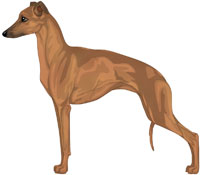 Red Italian Greyhound