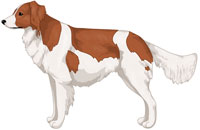 Red and White Kooikerhondje