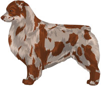 Red Merle Australian Shepherd