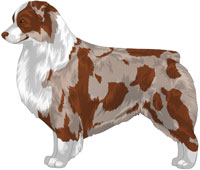 Red Merle Bi Australian Shepherd