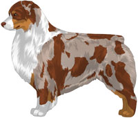 Red Merle Tri Australian Shepherd