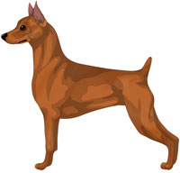 Red Miniature Pinscher