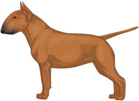 Red Miniature Bull Terrier