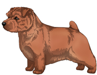Red Norfolk Terrier