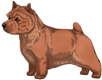 Red Norwich Terrier