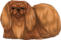 Red Pekingese