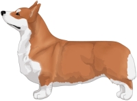 Red Pembroke Welsh Corgi