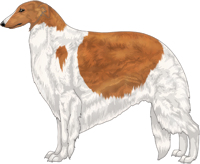 Red with White Piebald Markings Borzoi