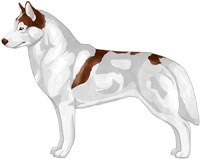 Red Piebald Siberian Husky