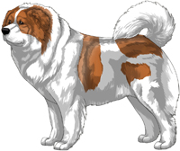 Red Pied Caucasian Mountain Dog